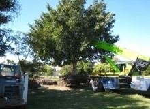 Kwikfynd Tree Management Services
draper